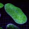 Herpolitha limax 10-15 cm